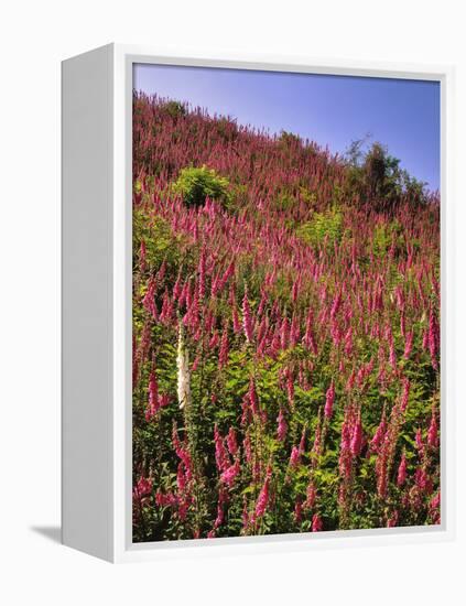 USA, Oregon, USA, Oregon. Hillside of Foxglove in Clatsop County-Steve Terrill-Framed Premier Image Canvas