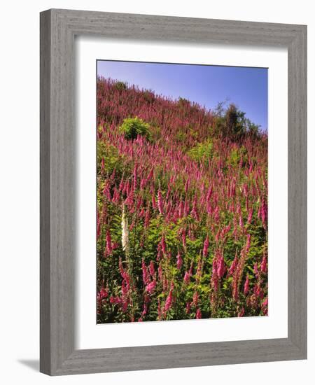 USA, Oregon, USA, Oregon. Hillside of Foxglove in Clatsop County-Steve Terrill-Framed Photographic Print