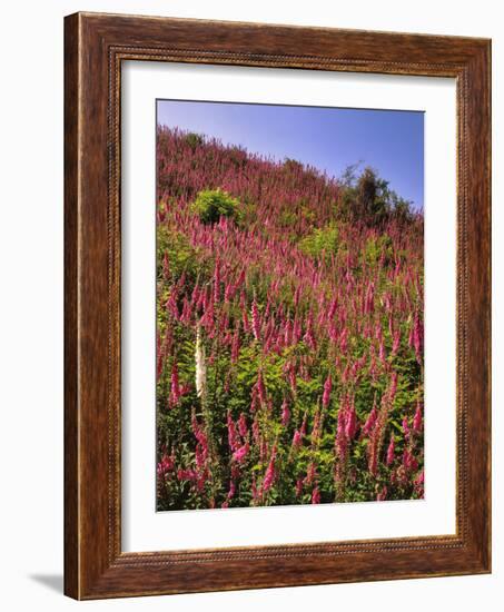 USA, Oregon, USA, Oregon. Hillside of Foxglove in Clatsop County-Steve Terrill-Framed Photographic Print