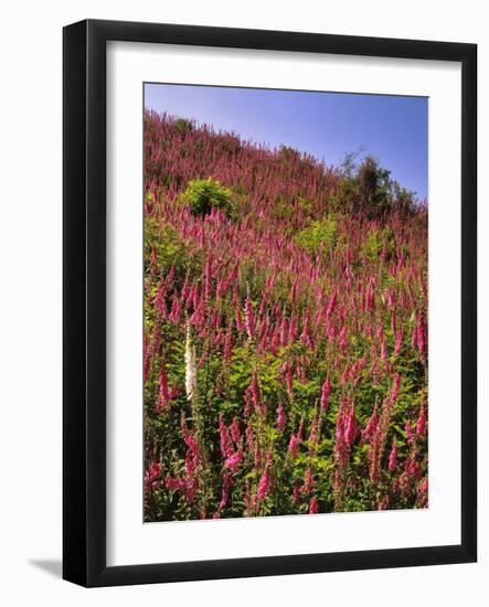 USA, Oregon, USA, Oregon. Hillside of Foxglove in Clatsop County-Steve Terrill-Framed Photographic Print