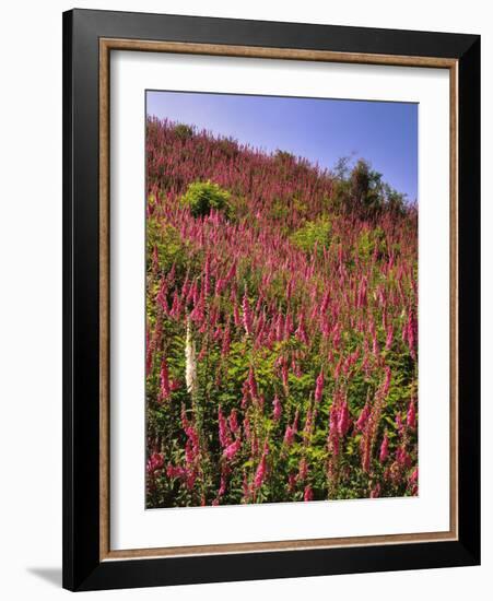 USA, Oregon, USA, Oregon. Hillside of Foxglove in Clatsop County-Steve Terrill-Framed Photographic Print