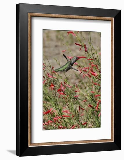 USA, Oregon, USA, Portland. Hummingbird in Bloom of Salvia Flower-Steve Terrill-Framed Photographic Print
