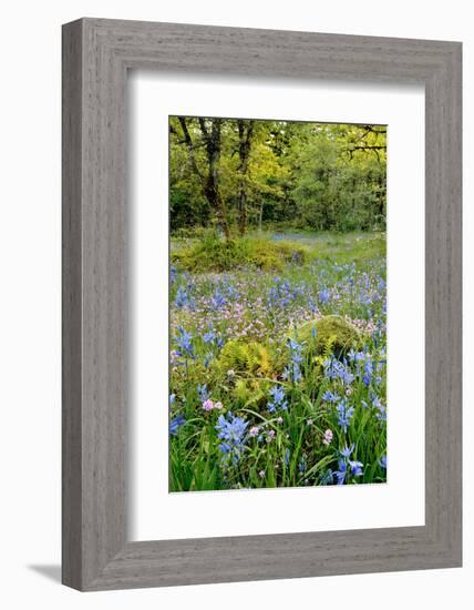 USA, Oregon, West Linn. Wildflowers in Camassia Natural Area-Steve Terrill-Framed Photographic Print