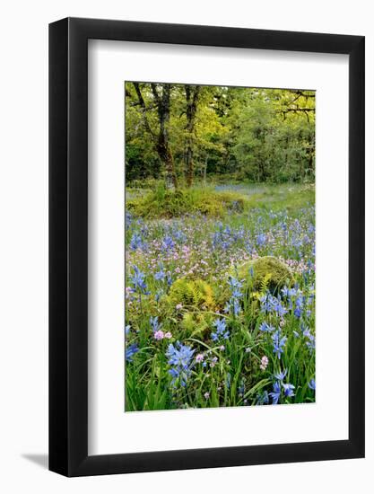 USA, Oregon, West Linn. Wildflowers in Camassia Natural Area-Steve Terrill-Framed Photographic Print