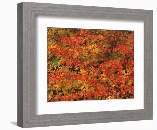 USA, Oregon, Willamette National Forest. Fall colored vine maple, Upper McKenzie River Valley.-John Barger-Framed Photographic Print