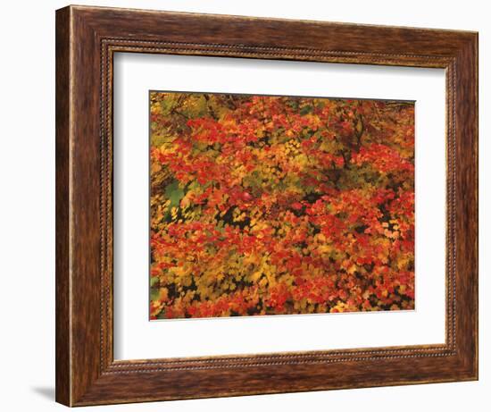 USA, Oregon, Willamette National Forest. Fall colored vine maple, Upper McKenzie River Valley.-John Barger-Framed Photographic Print