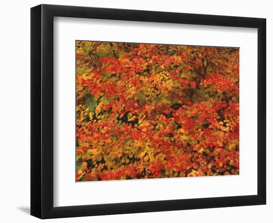 USA, Oregon, Willamette National Forest. Fall colored vine maple, Upper McKenzie River Valley.-John Barger-Framed Photographic Print