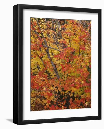 USA, Oregon, Willamette National Forest. Fall colored vine maple, Upper McKenzie River Valley.-John Barger-Framed Photographic Print