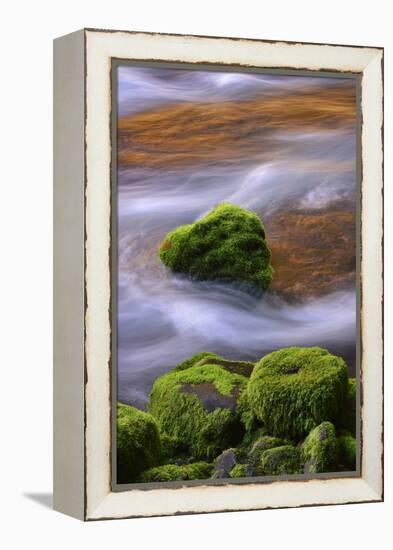 USA, Oregon, Willamette National Forest. Mckenzie River Flowing over Moss-Covered Rocks-Jaynes Gallery-Framed Premier Image Canvas