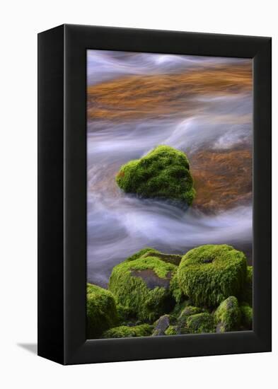 USA, Oregon, Willamette National Forest. Mckenzie River Flowing over Moss-Covered Rocks-Jaynes Gallery-Framed Premier Image Canvas