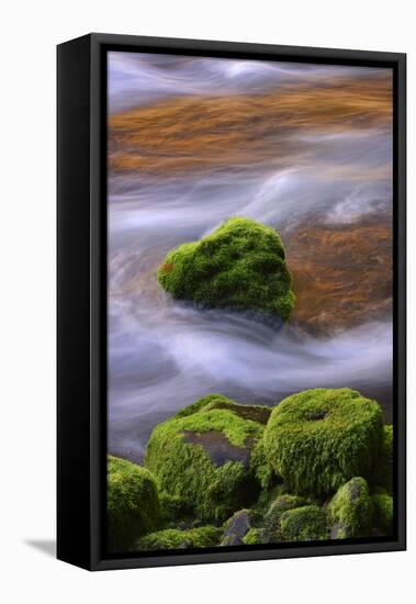 USA, Oregon, Willamette National Forest. Mckenzie River Flowing over Moss-Covered Rocks-Jaynes Gallery-Framed Premier Image Canvas