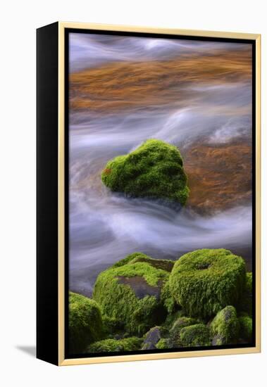 USA, Oregon, Willamette National Forest. Mckenzie River Flowing over Moss-Covered Rocks-Jaynes Gallery-Framed Premier Image Canvas