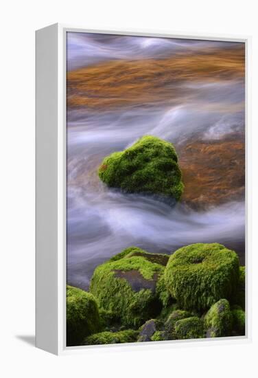 USA, Oregon, Willamette National Forest. Mckenzie River Flowing over Moss-Covered Rocks-Jaynes Gallery-Framed Premier Image Canvas