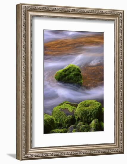 USA, Oregon, Willamette National Forest. Mckenzie River Flowing over Moss-Covered Rocks-Jaynes Gallery-Framed Photographic Print