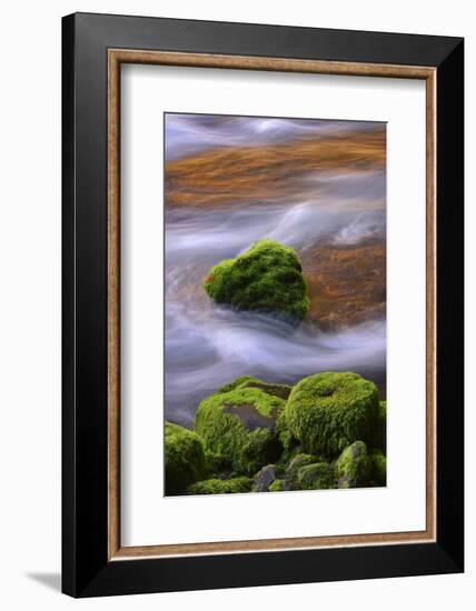 USA, Oregon, Willamette National Forest. Mckenzie River Flowing over Moss-Covered Rocks-Jaynes Gallery-Framed Photographic Print