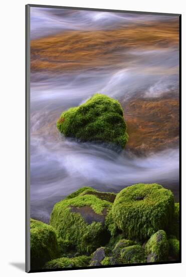 USA, Oregon, Willamette National Forest. Mckenzie River Flowing over Moss-Covered Rocks-Jaynes Gallery-Mounted Photographic Print