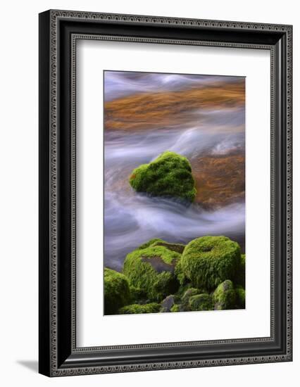 USA, Oregon, Willamette National Forest. Mckenzie River Flowing over Moss-Covered Rocks-Jaynes Gallery-Framed Photographic Print