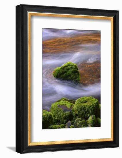 USA, Oregon, Willamette National Forest. Mckenzie River Flowing over Moss-Covered Rocks-Jaynes Gallery-Framed Photographic Print