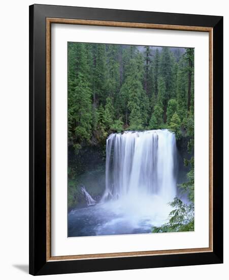 USA, Oregon. Willamette National Forest, McKenzie River plummets over Koosah Falls in spring.-John Barger-Framed Photographic Print