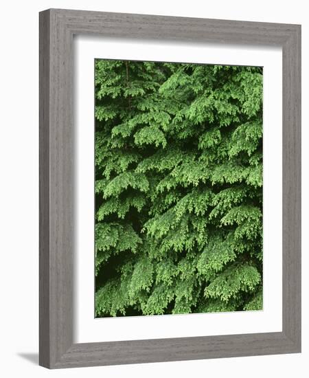 USA, Oregon, Willamette National Forest. New spring growth of western hemlock trees.-John Barger-Framed Photographic Print