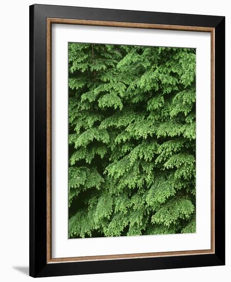 USA, Oregon, Willamette National Forest. New spring growth of western hemlock trees.-John Barger-Framed Photographic Print