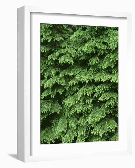 USA, Oregon, Willamette National Forest. New spring growth of western hemlock trees.-John Barger-Framed Photographic Print