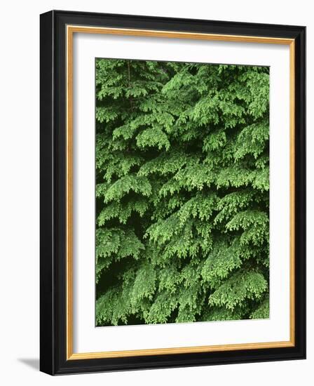 USA, Oregon, Willamette National Forest. New spring growth of western hemlock trees.-John Barger-Framed Photographic Print