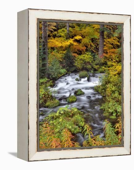 USA, Oregon, Willamette National Forest. Roaring River Running Through Oregon-Jaynes Gallery-Framed Premier Image Canvas