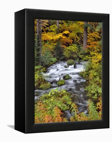 USA, Oregon, Willamette National Forest. Roaring River Running Through Oregon-Jaynes Gallery-Framed Premier Image Canvas