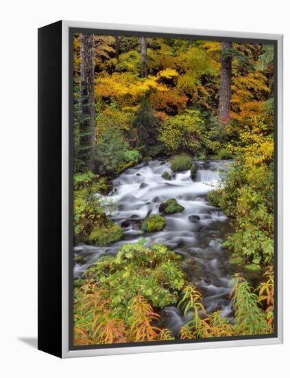 USA, Oregon, Willamette National Forest. Roaring River Running Through Oregon-Jaynes Gallery-Framed Premier Image Canvas