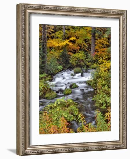 USA, Oregon, Willamette National Forest. Roaring River Running Through Oregon-Jaynes Gallery-Framed Photographic Print