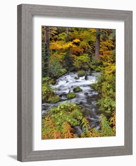 USA, Oregon, Willamette National Forest. Roaring River Running Through Oregon-Jaynes Gallery-Framed Photographic Print