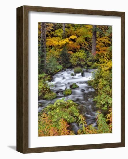 USA, Oregon, Willamette National Forest. Roaring River Running Through Oregon-Jaynes Gallery-Framed Photographic Print