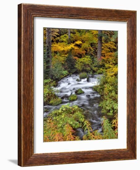 USA, Oregon, Willamette National Forest. Roaring River Running Through Oregon-Jaynes Gallery-Framed Photographic Print