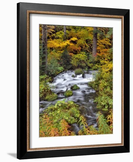 USA, Oregon, Willamette National Forest. Roaring River Running Through Oregon-Jaynes Gallery-Framed Photographic Print