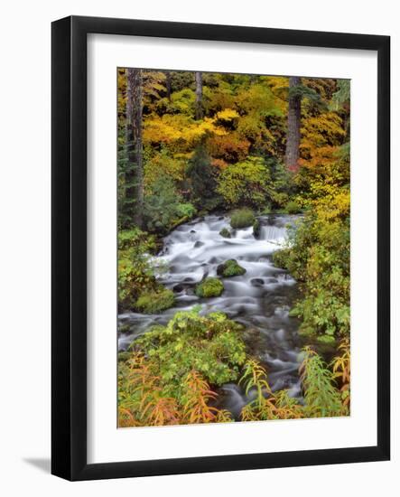 USA, Oregon, Willamette National Forest. Roaring River Running Through Oregon-Jaynes Gallery-Framed Photographic Print
