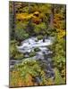 USA, Oregon, Willamette National Forest. Roaring River Running Through Oregon-Jaynes Gallery-Mounted Photographic Print