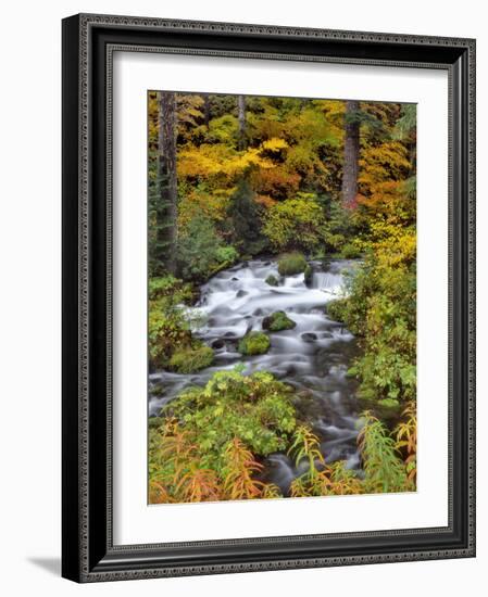 USA, Oregon, Willamette National Forest. Roaring River Running Through Oregon-Jaynes Gallery-Framed Photographic Print