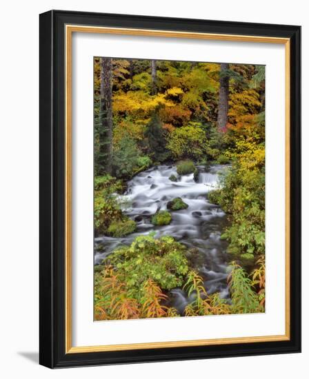 USA, Oregon, Willamette National Forest. Roaring River Running Through Oregon-Jaynes Gallery-Framed Photographic Print