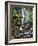 USA, Oregon, Young's River Falls. Waterfall Landscape-Steve Terrill-Framed Photographic Print