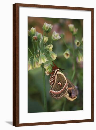 USA, Pennsylvania. Cecropia Moth on Allium Flowers-Jaynes Gallery-Framed Photographic Print