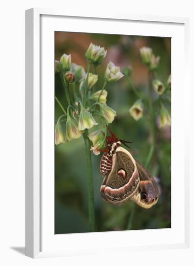 USA, Pennsylvania. Cecropia Moth on Allium Flowers-Jaynes Gallery-Framed Photographic Print