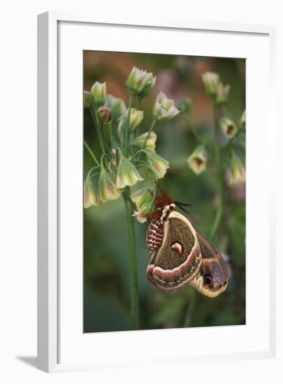 USA, Pennsylvania. Cecropia Moth on Allium Flowers-Jaynes Gallery-Framed Photographic Print