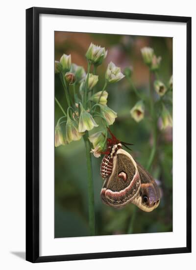 USA, Pennsylvania. Cecropia Moth on Allium Flowers-Jaynes Gallery-Framed Photographic Print