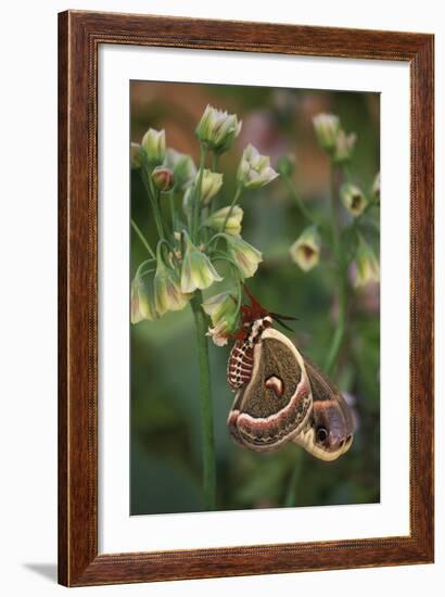 USA, Pennsylvania. Cecropia Moth on Allium Flowers-Jaynes Gallery-Framed Photographic Print