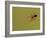 USA, Pennsylvania, Churchville Nature Center. Spider on Web-Jay O'brien-Framed Photographic Print