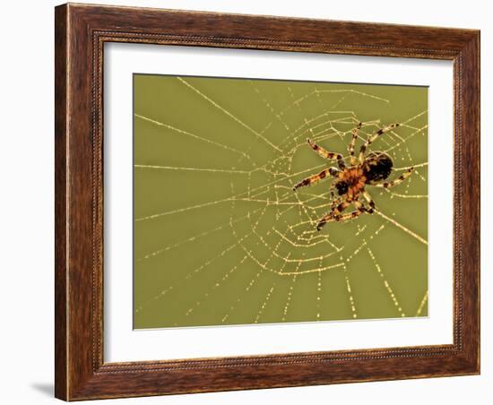 USA, Pennsylvania, Churchville Nature Center. Spider on Web-Jay O'brien-Framed Photographic Print
