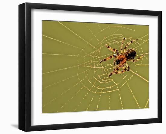 USA, Pennsylvania, Churchville Nature Center. Spider on Web-Jay O'brien-Framed Photographic Print