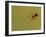 USA, Pennsylvania, Churchville Nature Center. Spider on Web-Jay O'brien-Framed Photographic Print