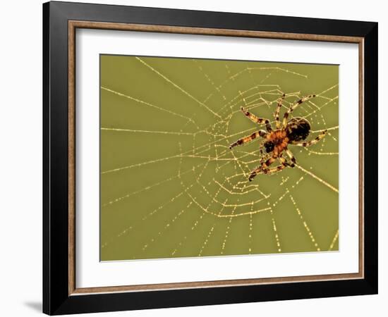 USA, Pennsylvania, Churchville Nature Center. Spider on Web-Jay O'brien-Framed Photographic Print